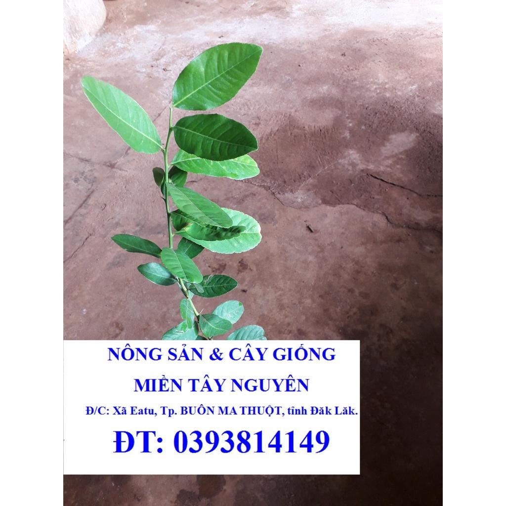 CÂY GIỐNG CHANH VÀNG MỸ như hình