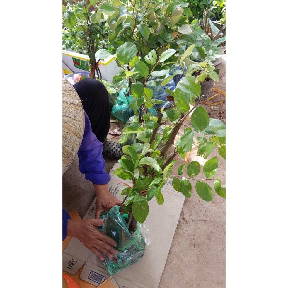 Táo đại quả to combo 2 cây