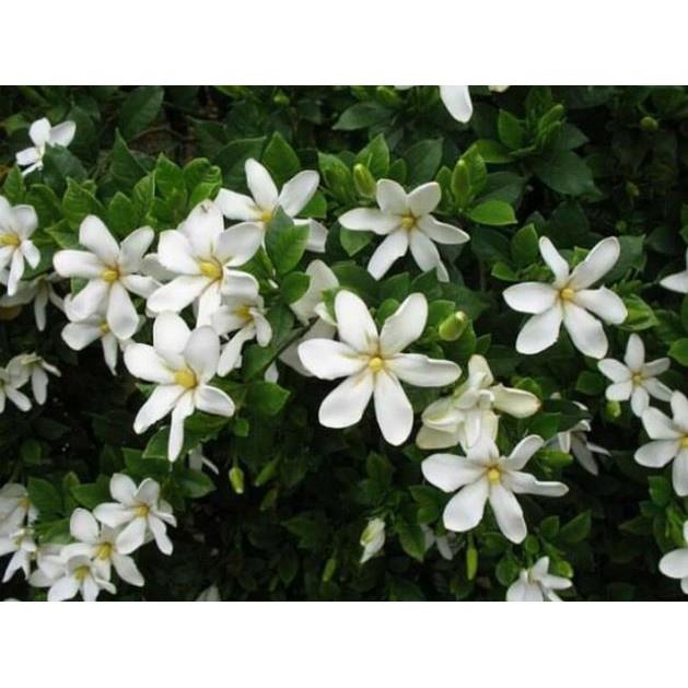 Cây giống Hoa Dành Dành tặng 2 cây chè xanh