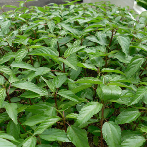 HẠT GIỐNG RAU ĐAY ĐỎ THUẦN CHỦNG