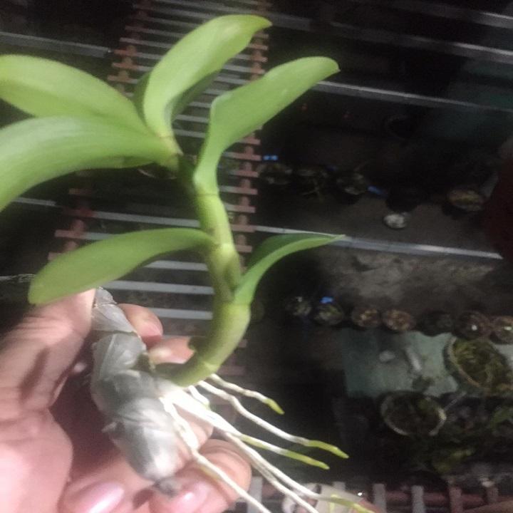 Phi điệp đột biến 5 CT CỦ CHI chuẩn giống cam kết chất lượng