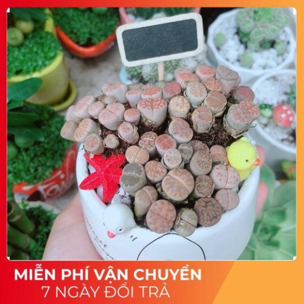 Chậu Cây Lithops
