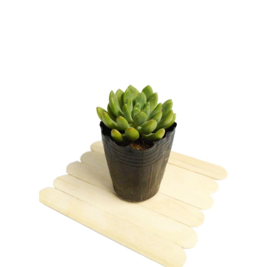 Sen đá bầu nhỏ ngẫu nhiên size 5-8cm FREESHIPĐã thuần khí nóng Bao đẹp