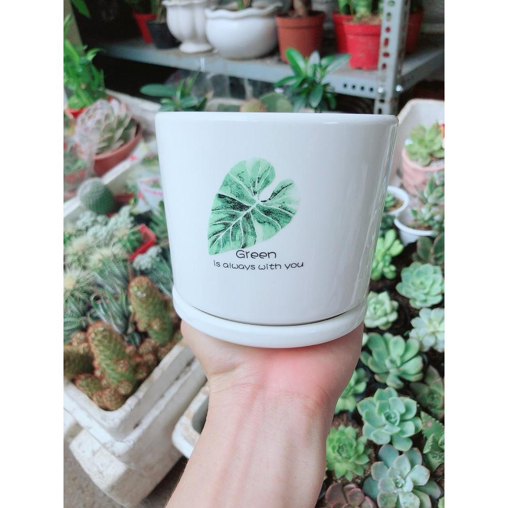 Chậu kiểu tráng men cao cấp 13x14cm