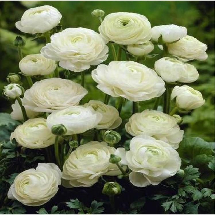 Củ giống hoa hồng mao lương trắng