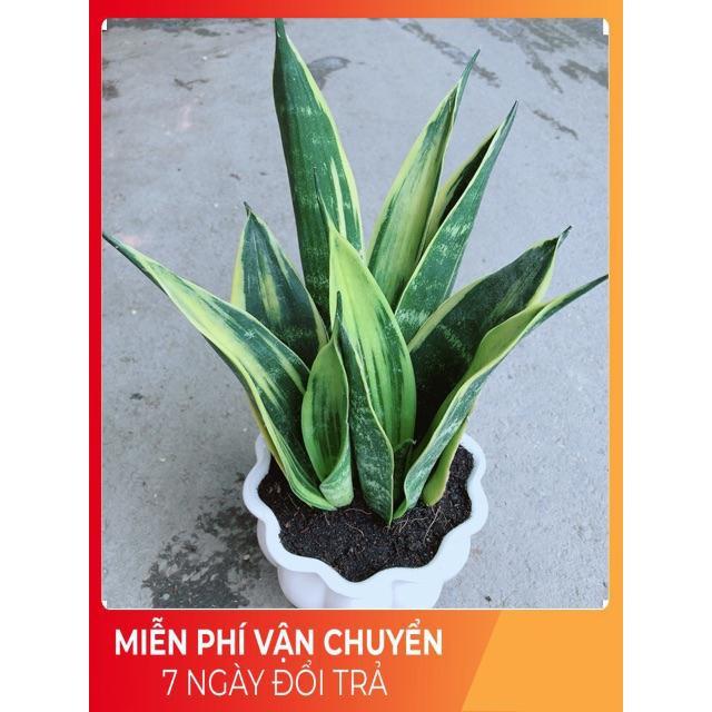 Chậu Lưỡi Hổ Hoàng Kim