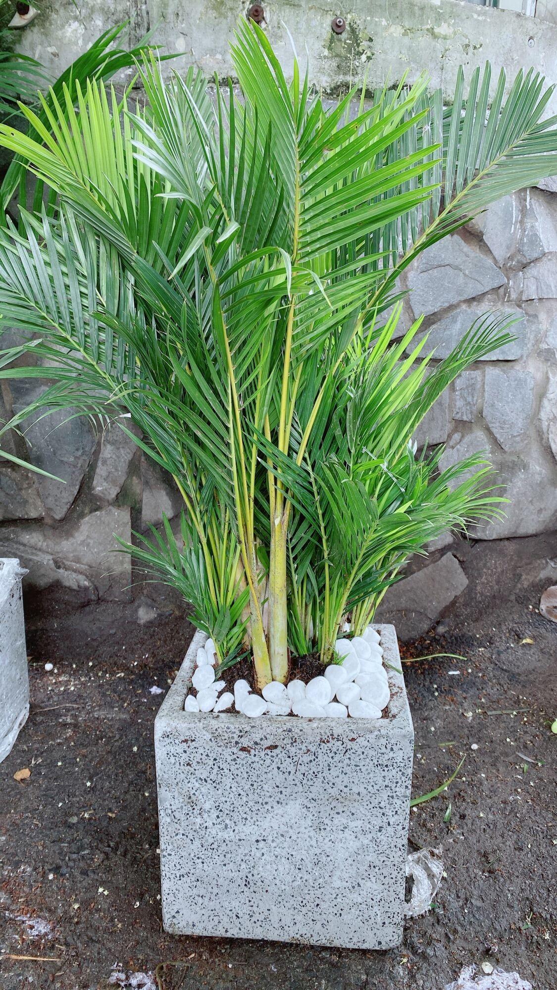 Chậu Cây Cau Kiểng 1m Hàng Đẹp