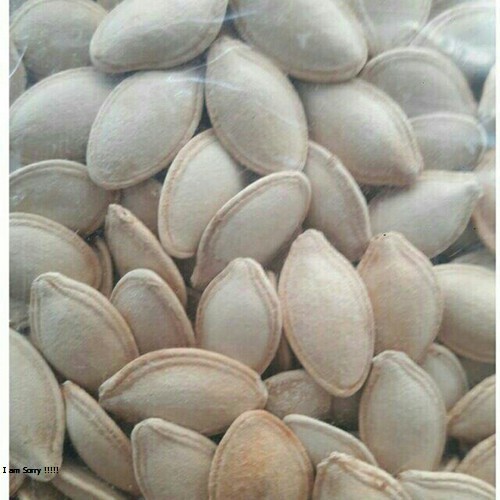500G HẠT BÍ TRẮNG CHẮC HẠT SIZE TO THƠM NGON - ĂN VẶT