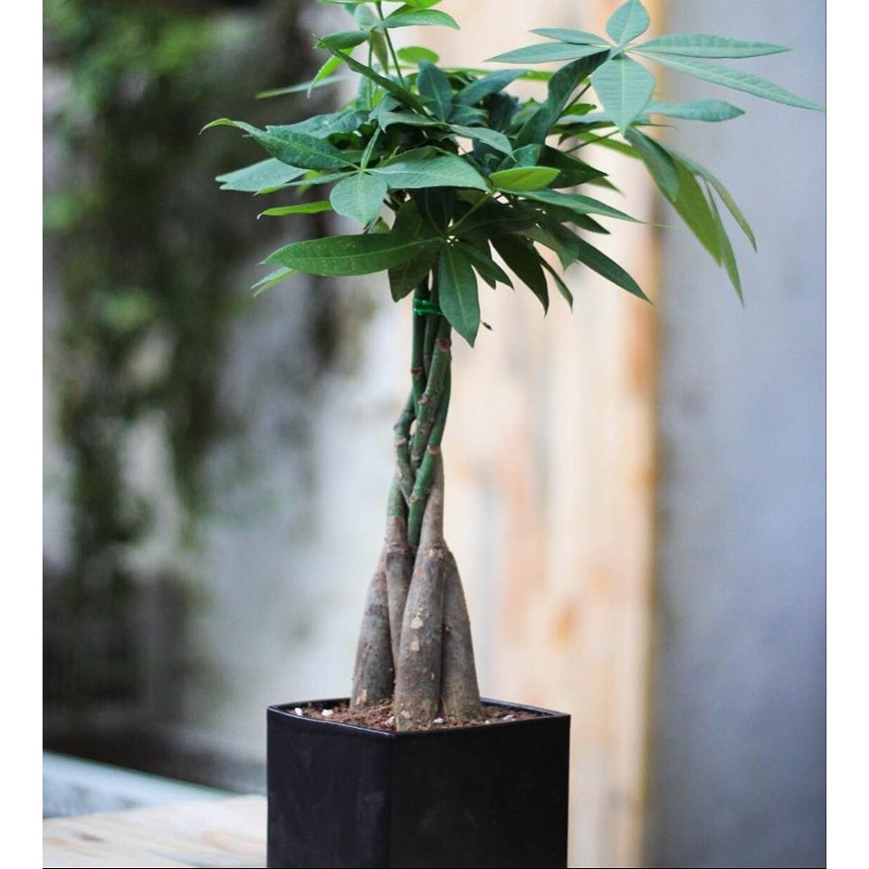 Cây kim ngân thắt bím để bàn
