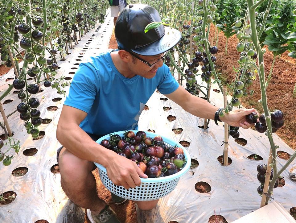 Hạt giống Cà Chua Đen Đẹp Mắt Cho Sai Quả, Hạt Nảy Mầm Tốt - Nông Sản Vàng