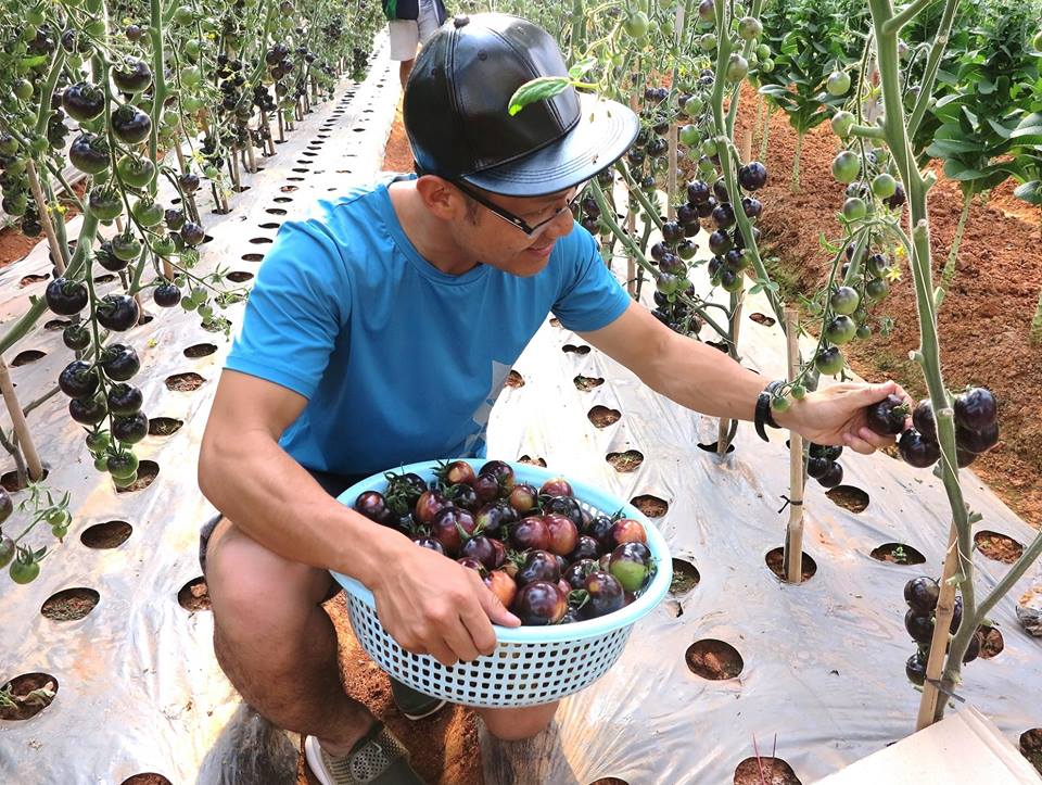 Hạt giống Cà Chua Đen (Cà Chua Bi) Đẹp Mắt Cho Sai Quả, Hạt Nảy Mầm Tốt (Gói 10 Hạt ) - Nông Sản Vàng