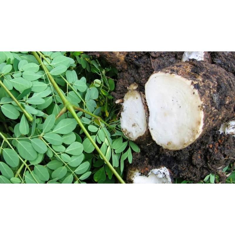 1 KG HẠT GIỐNG CÂY CHÙM NGÂY