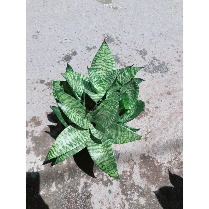 Lưỡi Hổ Sansevieria Trifasciata