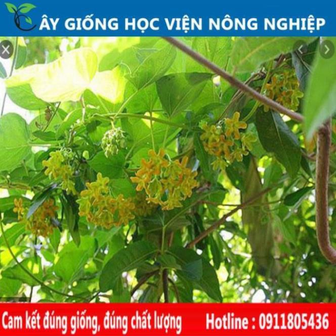 Sản phẩm Cây Ăn Trái giống cây thiên lý siêu hoa năng suất cao