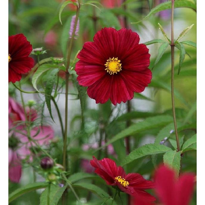 Hạt giống hoa cúc sao nháy màu đỏ,hạt giống chất lượng cao -1 gói 100 hạt