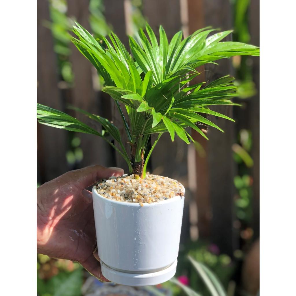 Chậu sứ cây Cọ Pháp trang trí trong nha