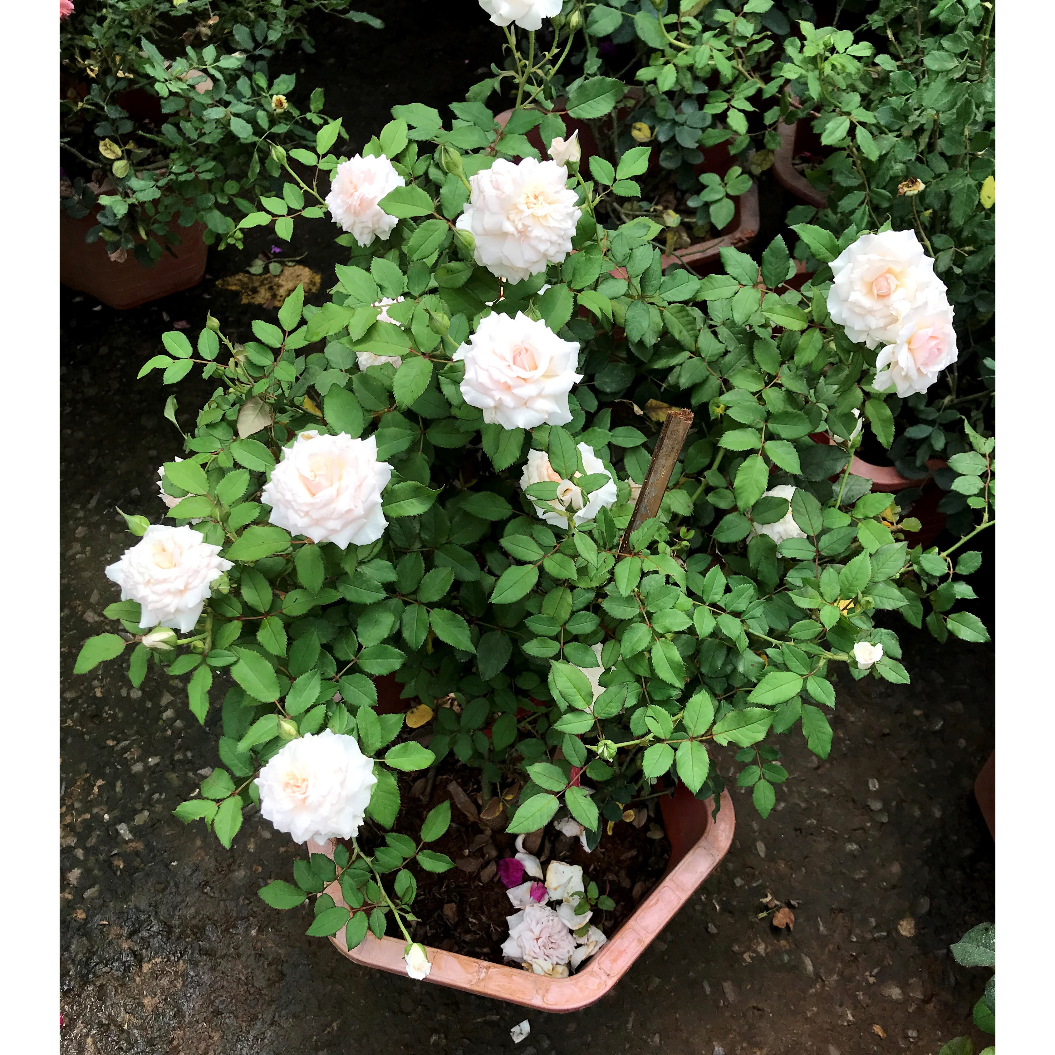 Chậu hoa hồng Nhật Misaki trồng nơi có nhiều nắng