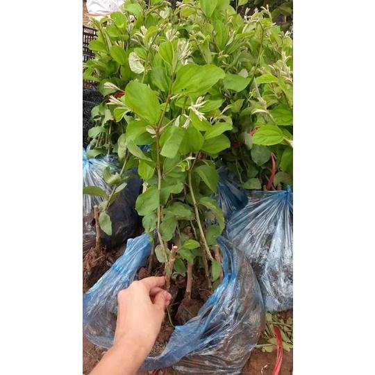 Cây Táo Chua Gia Lộc siêu sai trái cho năng suất cao giống chuẩn F1