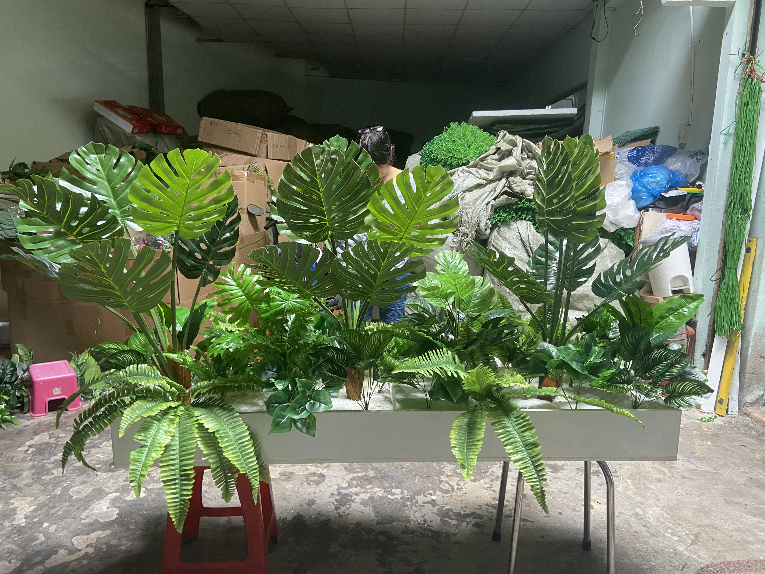 Mẫu cây lá rùa cao 85cm làm bồn cây trang trí văn phòng, tiểu cảnh mini