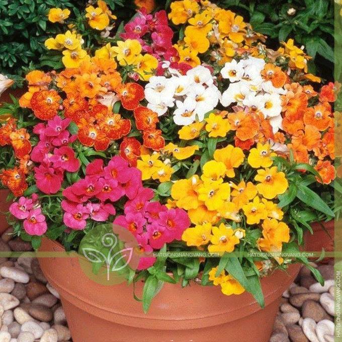 Hạt giống Cúc Nemesia Mix – Gói 100Hạt