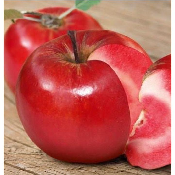 Hạt giống cây táo lùn Mỹ,Táo Bonsai- Gói 10 hạt/tặng kèm gói phân bón lót