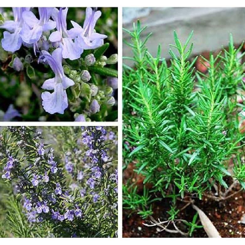 Combo 2 gói hạt giống đuổi con trùng