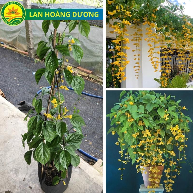 Cây giống leo lan Hoàng Dương, cây leo khỏe, ra hoa quanh năm, phù hợp trồng ban công, tường nhà