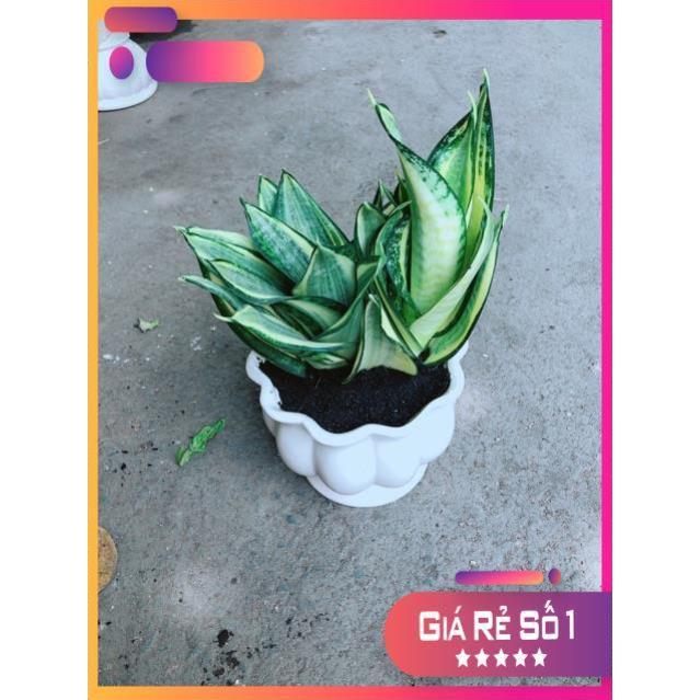 Chậu Lưỡi Hổ Thái