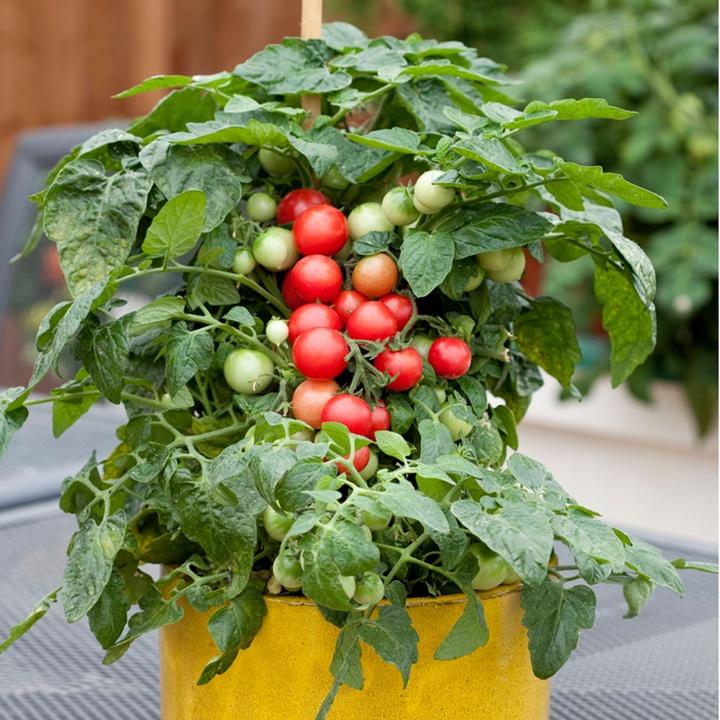 Hạt giống cà chua cà chua bi lùn đỏ dể trồng f1-gói 20 hạt-tặng kèm gói phân bón lót