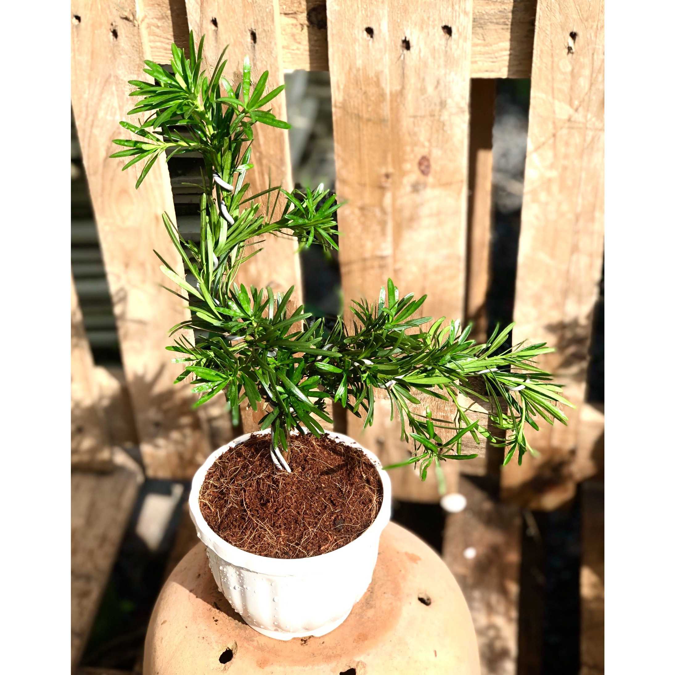 Cây Vạn Niên Tùng dáng bonsai