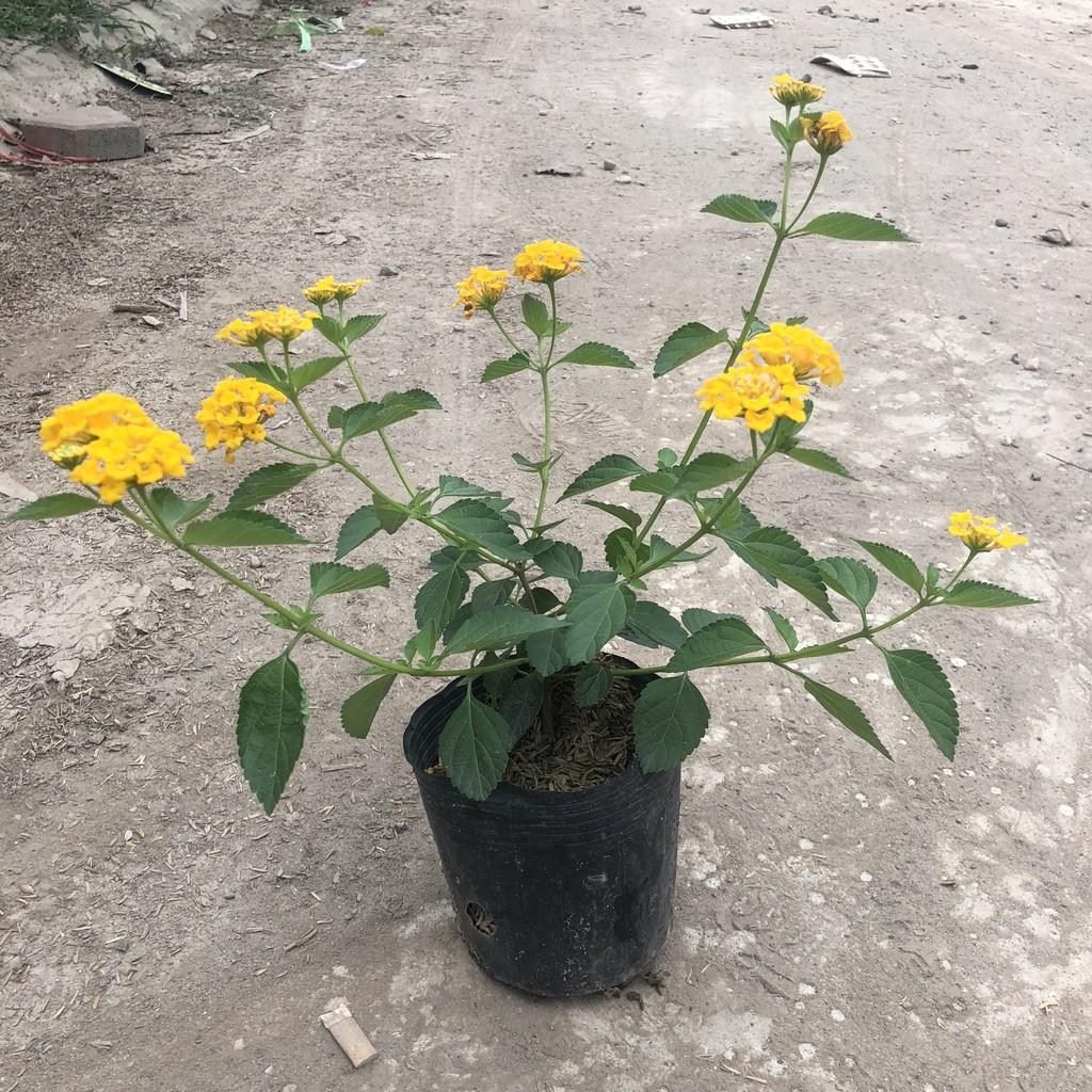 Cây hoa ngũ sắc tím rủ, chiều cao 20cm tán suê tròn sức sống khỏe phát triển nhanh thích hợp trang trí ban công