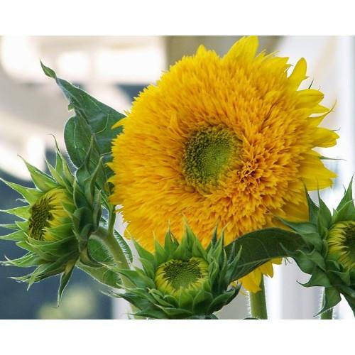 Hạt giống hướng dương xù gấu