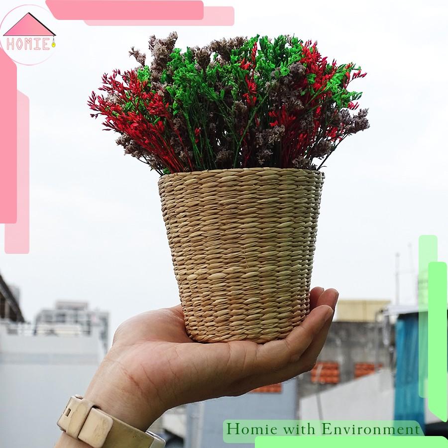 Chậu hoa cói để bàn trang trí đa năng