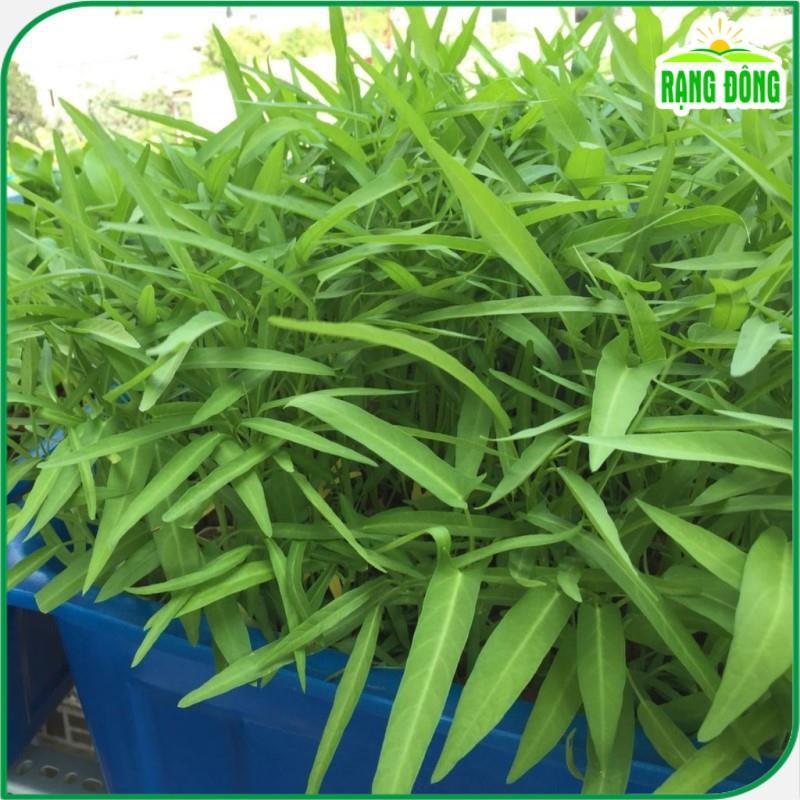 Hạt Giống Rau Muống Lá Tre Dễ Trồng, Sinh Trưởng Tốt, Năng Suất Cao - Hạt giống Rạng Đông
