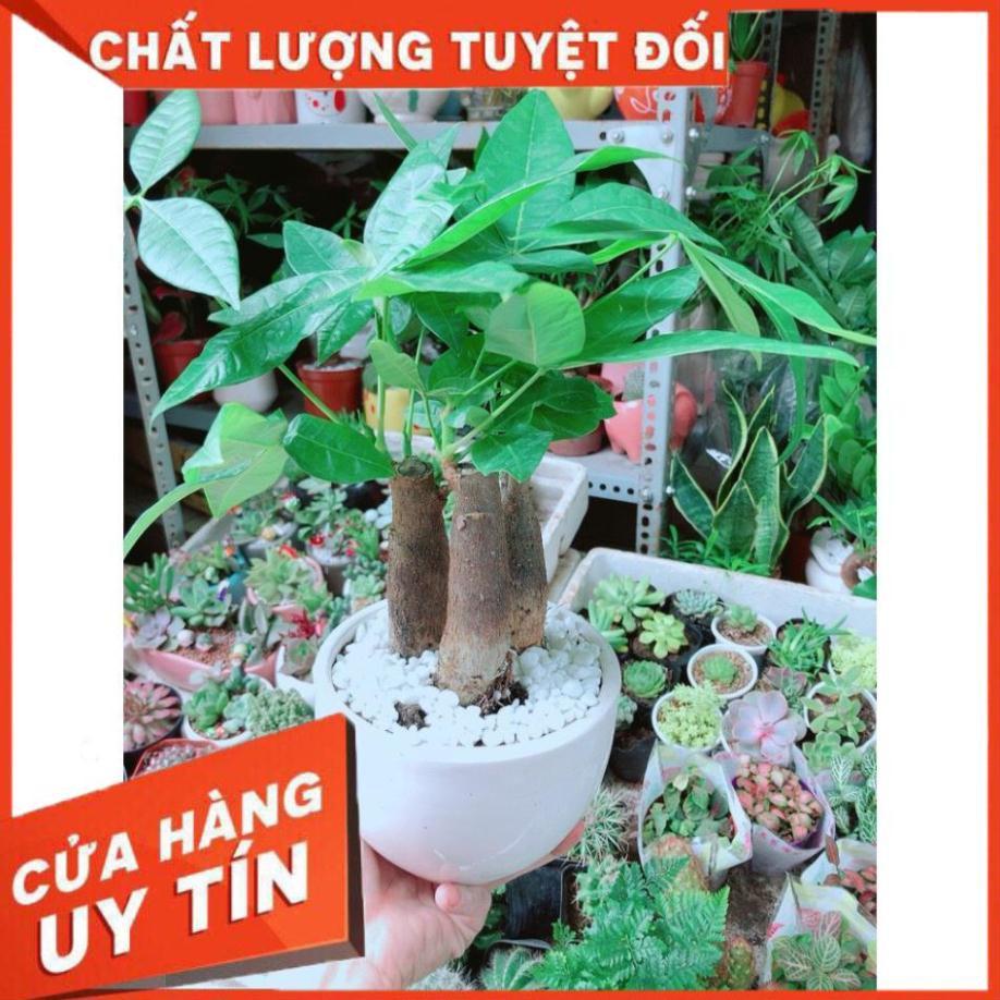 Cây Kim Ngân 3 Thân