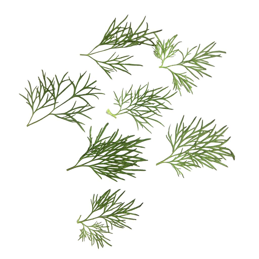 10x Pressed Dried Flower Dry Leaves for DIY Crafts Bookmark Cards Making
