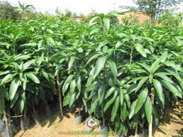 Cây giống ĐÀI LOAN - Giống chuẩn F1 - QUẢ SIÊU TO siêu sai quả ngon, ngọt - CAM KẾT CHẤT LƯỢNG CÂY GIỐNG