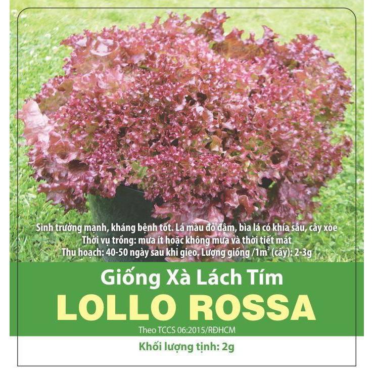 2 Gram Hạt Giống Xà Lách Lollo Rossa Tím