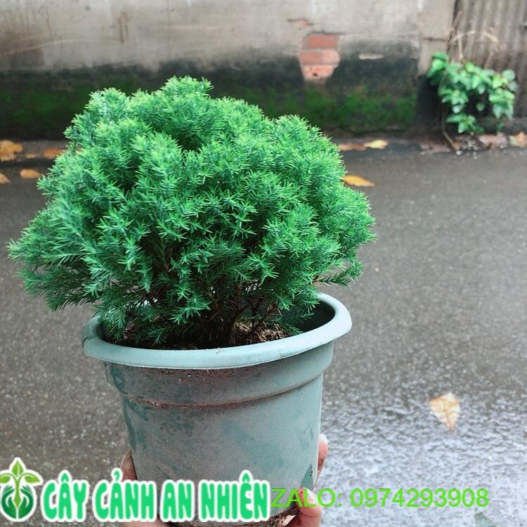 Chậu Tùng Bồng Lai