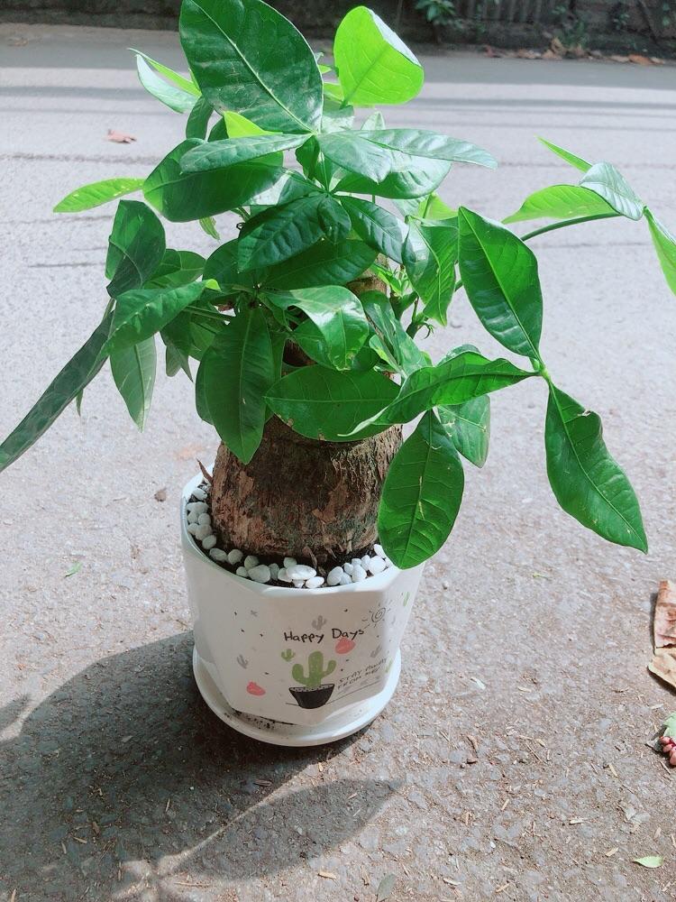 Chậu Cây Kim Ngân