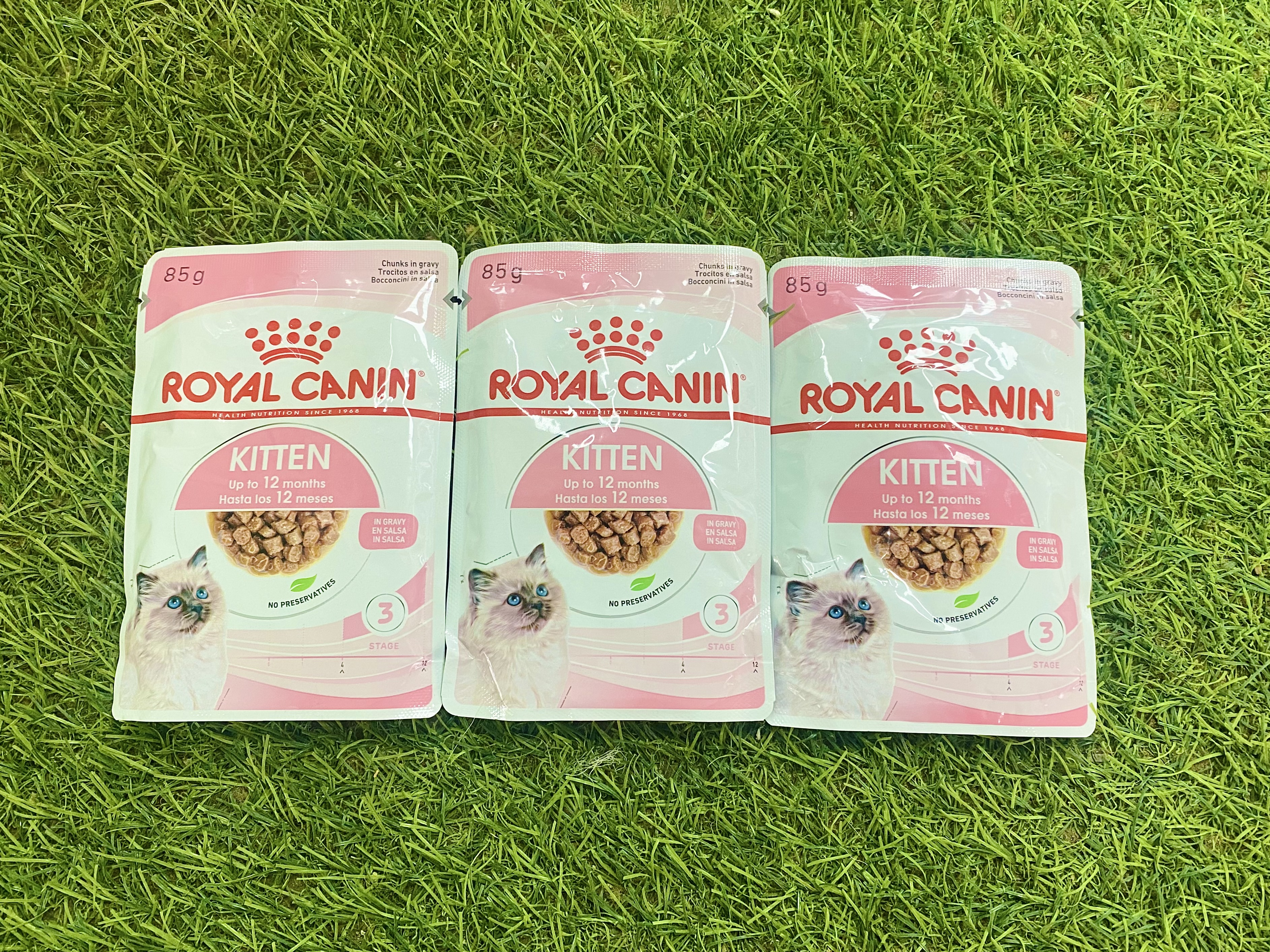 Combo 12 gói r.o.y.a.l canin cho mèo