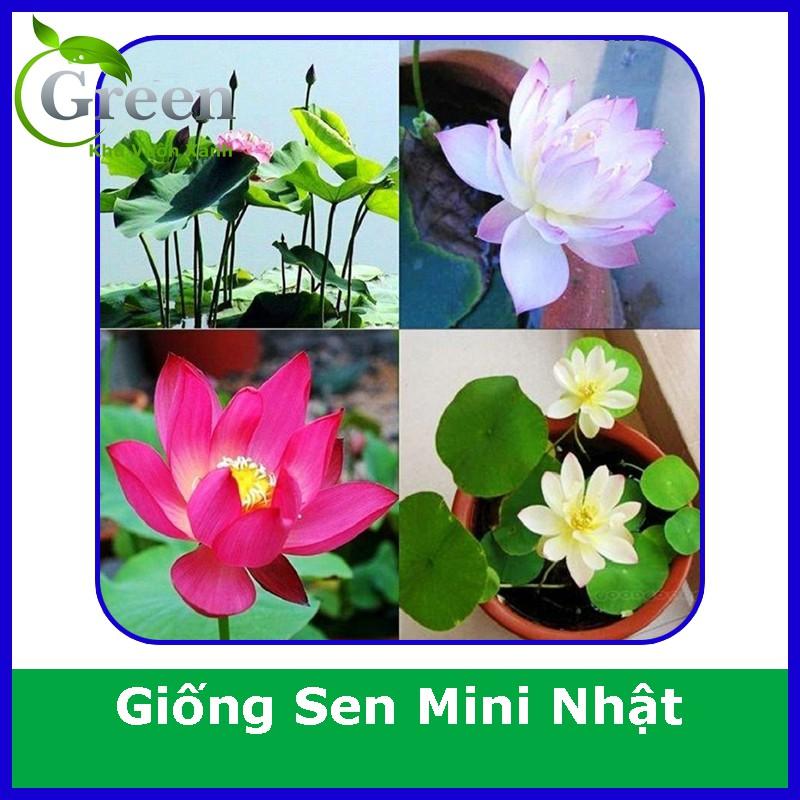 Hạt Giống Sen Mini Nhật Mix (10H)