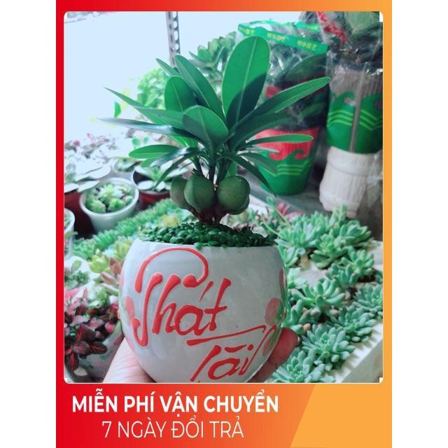 Chậu Cây May Mắn Phát Tài