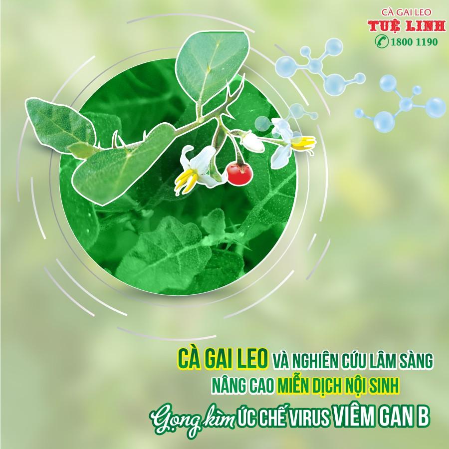 CÀ GAI LEO TUỆ LINH (60 VIÊN)