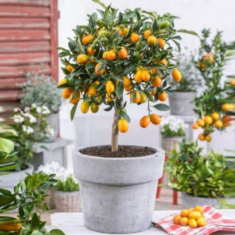 Cây Giống Tắc Thái trái dài