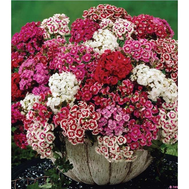 Hạt giống hoa cẩm chướng chùm mix màu KNS3597 - Gói 50 hạt