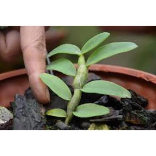 Phi điệp tím thái hàng gieo hạt