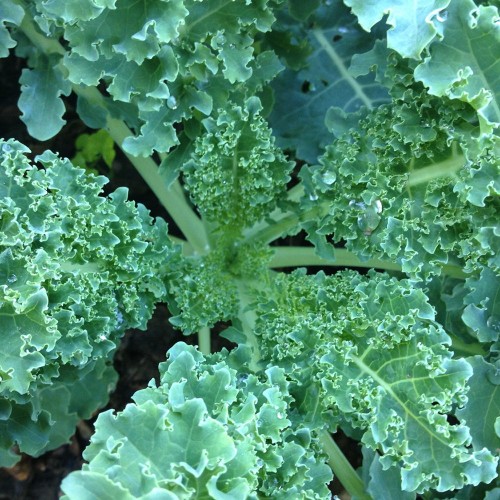 Hạt Giống Cải Xoăn ( Cải Kale )