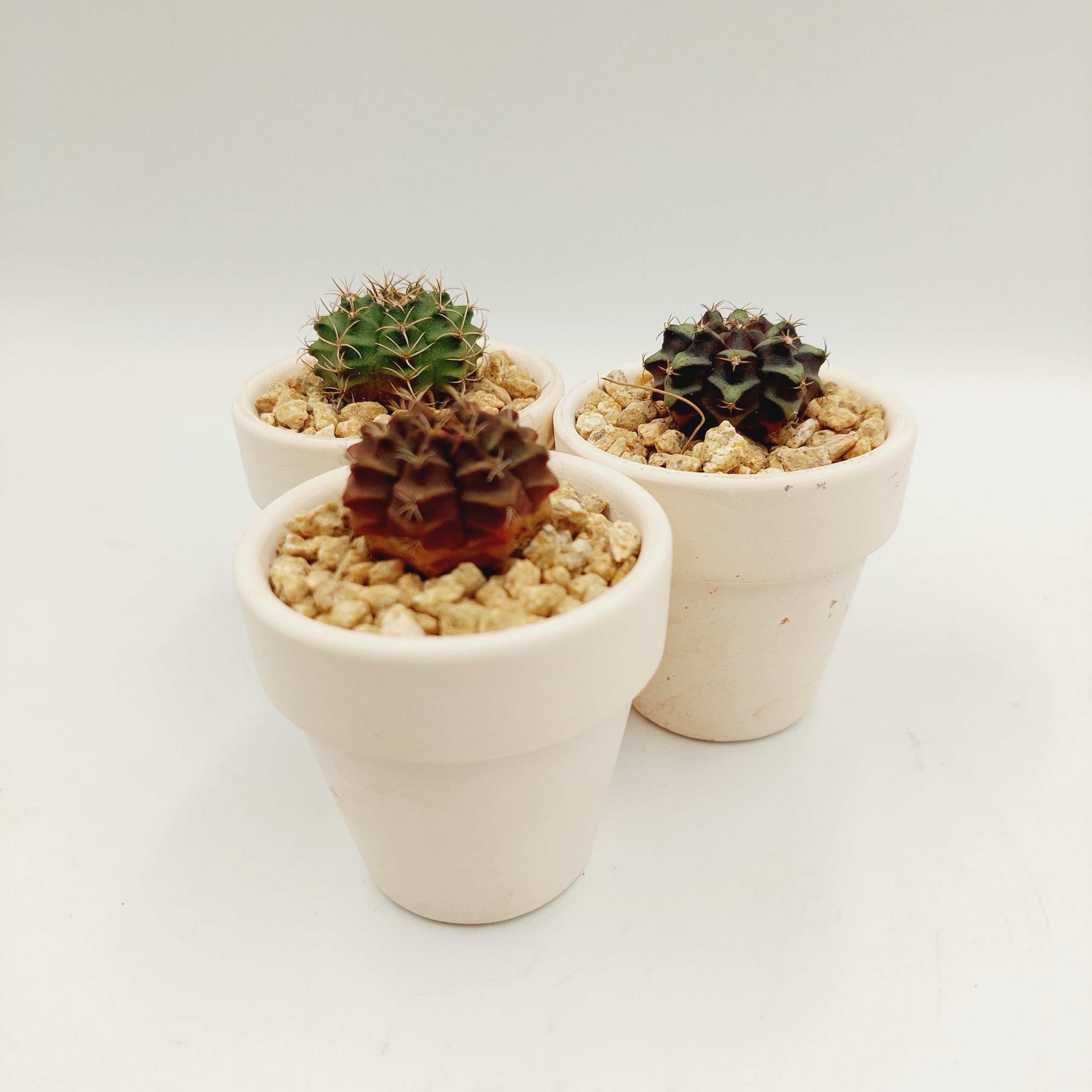 Xương rồng GYMNO size 2-3cm, vân xanh, vân tím - TERRACOTTA GARDEN, SUCCULENTS AND CACTUS GARDEN