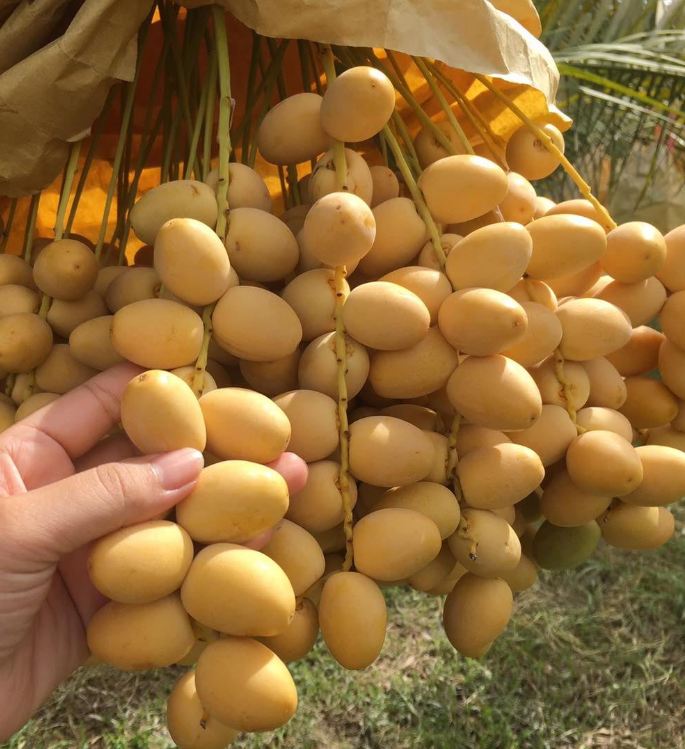 Hạt giống cây ăn trái chà là f1-gói 5 hạt-tặng kèm gói kích mầm